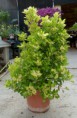 Euonymus Japonicus